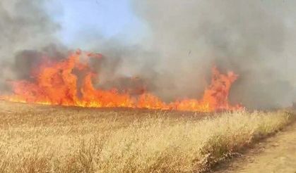 Diyarbakır'da buğday tarlasında yangın: 150 dönüm kül oldu!