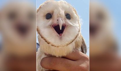 Diyarbakır'da sıcaktan bunalan peçeli baykuş eve sığındı