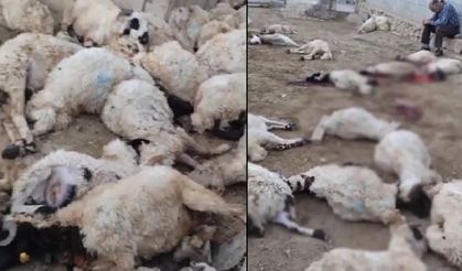 Aç kalan kurtların girdiği ahırda 111 koyun telef oldu