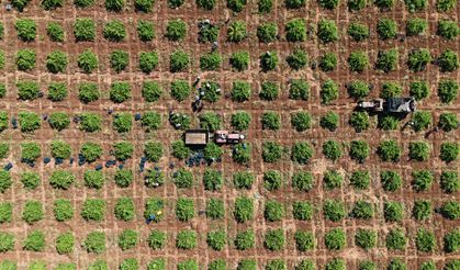 'Kilis horoz karası' üzümünde hasat başladı