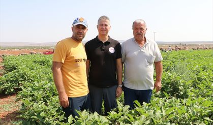 Kilis'e özgü "Zabaran" patlıcanının hasadına başlandı