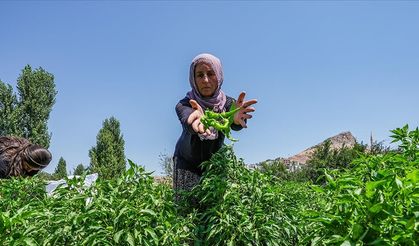 Çermik'ten sofralara: Minyatür biberin lezzeti