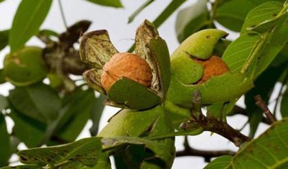 Aşırı sıcaklar Diyarbakır'da ceviz üretimini etkiledi