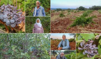 Diyarbakır’da bağlar kuruyor: Çiftçiler yetkililere seslendi