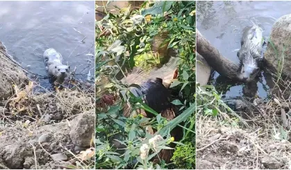 Diyarbakır'da balıkçıların yanına gelip balık yiyen su samuru kamerada