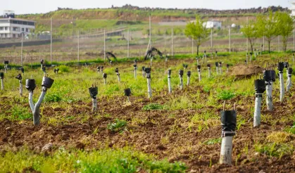 Diyarbakır’da ceviz ağaçları sıcaklara yenik düştü