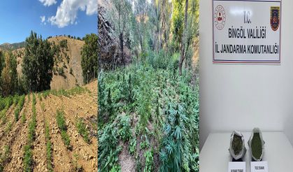 Bingöl’de binlerce kök kenevir ve skunk ele geçirildi