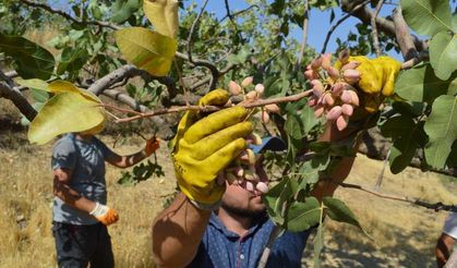 Diyarbakır'da fıstık hasadı başladı