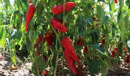 Kilis’te kırmızı biber hasadı başladı