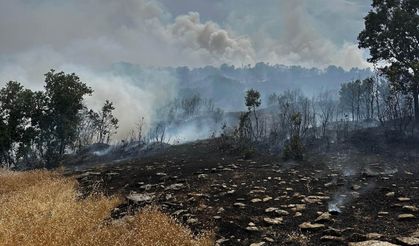 Lice'deki orman yangınında 9 hektar alan zarar gördü