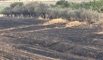 Diyarbakır merkezde anız yangını: 2 dönümlük alan zarar gördü