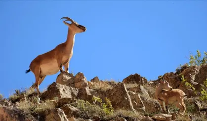 Yaban keçisini avlayan şahsa 658 bin lira ceza