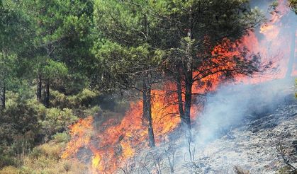 Yanan orman alanları, iklime, toprağa ve rakıma uygun ağaçlandırılıyor