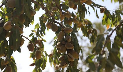 Diyarbakır'da kuraklığa dayanıklı ürünlerin üretimi artıyor