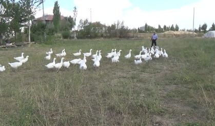 Muş'ta yetiştiricilere 2 bin kaz yavrusu dağıtıldı