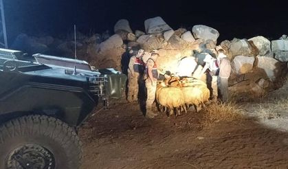 Kilis'te kaybolan küçükbaş hayvanlar bulundu