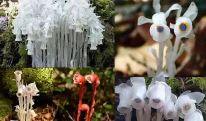 Gizemli bitki: Hayalet çiçek