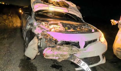 Diyarbakır'da yaban domuzları trafiği tehdit ediyor