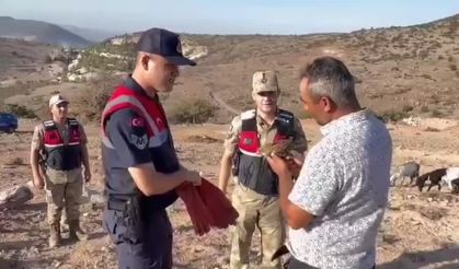 Kilis’te yaralı kerkenez kuşu koruma altına alındı