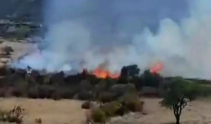 Diyarbakır'da çıkan yangında çok sayıda ağaç zarar gördü
