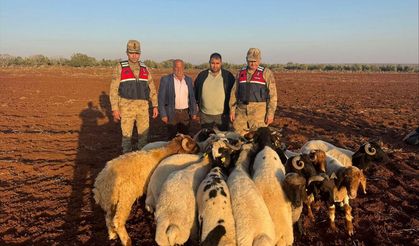 Kilis'te kaybolan küçükbaş hayvanlar bulundu