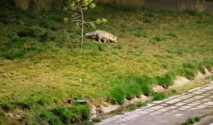 Bitlis'te aç kalan tilki şehir merkezinde görüntülendi