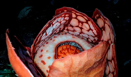 Dünyanın en nadir çiçeklerinden biri bulundu