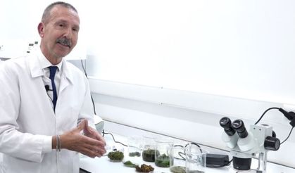 İnsanlığın geleceğine tardigratlar mı ilham olacak?