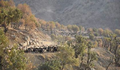 Koçerlerin dönüşü: 40 gün süren zorlu göç