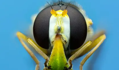 Tarımı bu böcekler mi kurtaracak? Böcek eğitimi 15 dakika sürüyor