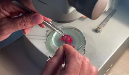 Akdeniz’de Hint-Pasifik kökenli oluklu yengeçler inceleniyor