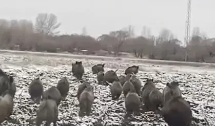 Batmanlılar tedirgin: Domuzlar sürülerle köylere iniyor