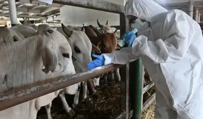 Siirt'te besicinin büyük kaybı: 54 hayvan telef oldu