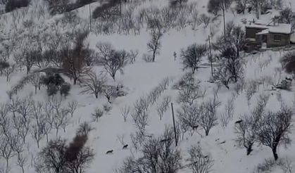 Diyarbakır'da kurt sürüsü yerleşim yerine indi
