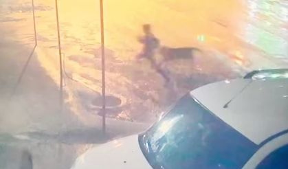 Adıyaman'da sahipsiz köpekler 10 yaşındaki çocuğa saldırdı