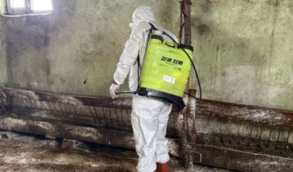 Eşekte kuduz tespit edildi: Köy karantinaya alındı