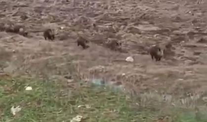 Siirt’te domuz sürüsü yolda görüntülendi