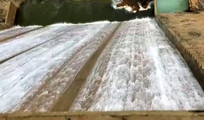 Ardıl Barajı taştı: Çiftçinin yüzü güldü