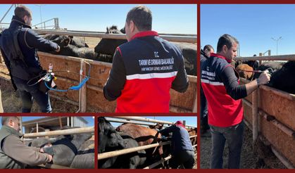 Aşıların "iğnesiz enjeksiyon yöntemi" ile uygulanmasına yönelik ilk adım