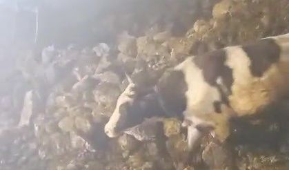 Batman’da fırtına ahırı çökertti, 5 büyükbaş hayvan kurtarıldı