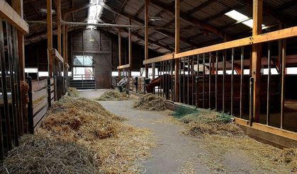 "Dingo'nun ahırı" sözündeki Dingo kimdir? Tabir nereden geliyor?