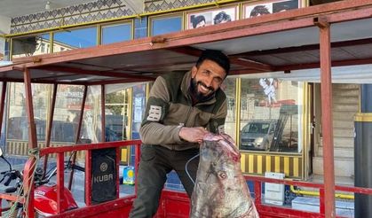 Diyarbakır'da 100 kiloluk dev turna balığı yakalandı