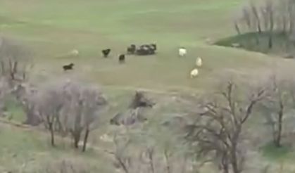 Silvan’da  yaban domuzu sürüsü görüntülendi