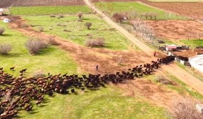 Kuzuların anneleriyle buluşma anı kalpleri ısıttı