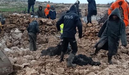 Mardin'de ahırın çökmesi sonucu 30 küçükbaş telef oldu