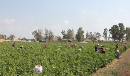 Tarım işçilerinin ücretleri 2025 yılında yüzde 37,8 arttı