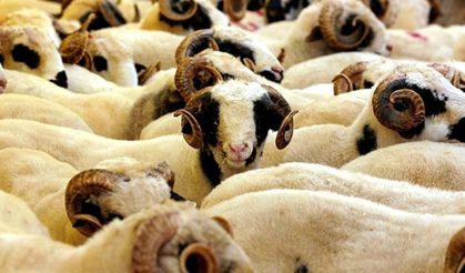 "2026 Kurban Hizmetleri Tebliği" yayımlandı