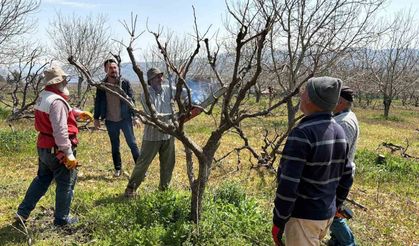 Geçtiğimiz yıl yaşanan zirai donun etkisi ağaçlarda sürüyor