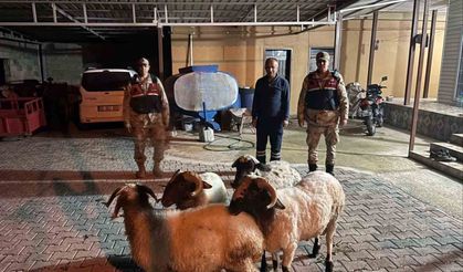 Kilis'te kayıp küçükbaş hayvanlar bulundu