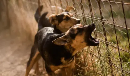 Bakan duyurdu: Sokak hayvanlarının yüzde 75'i toplandı